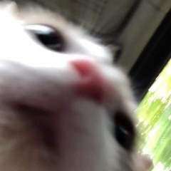 aleoh