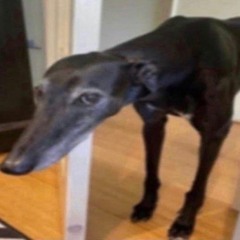 oel