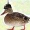 Call_Sign_Duck