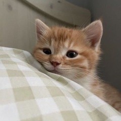liii