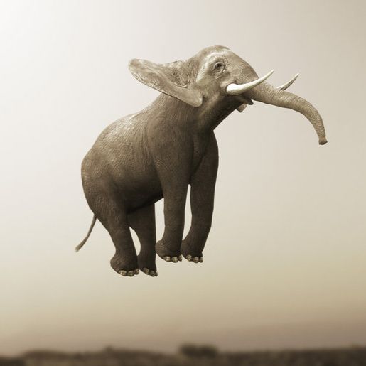 Jumping Elephant