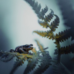 Leiopelma
