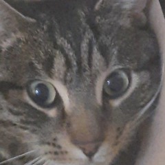 caty_fella try the song siu