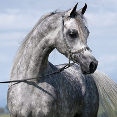 أحلام  مش حلم.