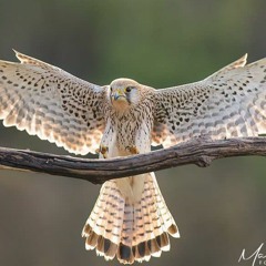 falcon