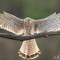 falcon