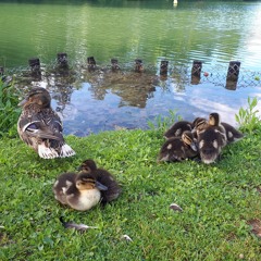 La mare aux canards de Sorcière Morgane