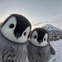 duc