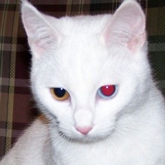 pedro