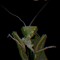 MantisEater
