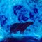 Bluebear3
