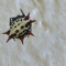 ARACHNOPHOBIA