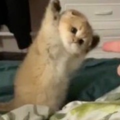 ImNotAPug