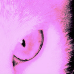 maiwenn