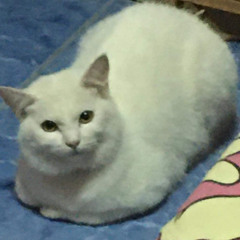 meowWinter