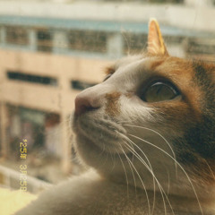 chiio