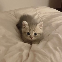 milly kotik