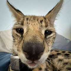 Milo