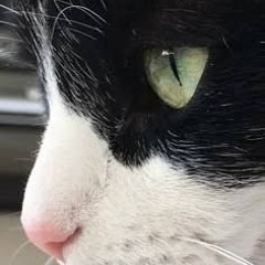 Genesis of Odium - Forsaken UST[MS 4 Shedletsky VS MS 4 1x1x1x1]