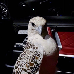 𝙼𝚊𝚗𝟿𝚘𝚘𝚛𝚒