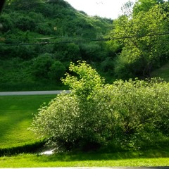 (THCMD) Morrison Dailey