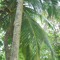 agrovve
