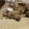 BRACO