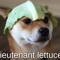 lettuce