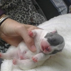 Picklebean.bates