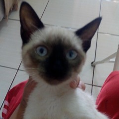 gato chato
