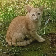 on Love meetal house