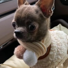 Наталья Чеснокова