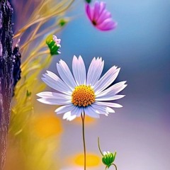 Aftab A