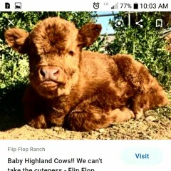 highland cow cuh