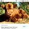 highland cow cuh