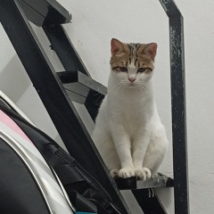 Chàng nghèo nuôi 🐱