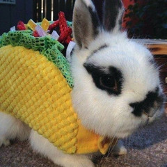 taco bunni