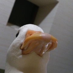 obi