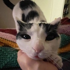 z.i.u.d.i.e.🤪🥴