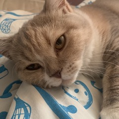 haynihyay