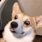 Chris The Dog