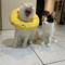 nonametomentionkitty