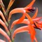 Fynbos Music