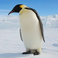 Chill Penguin