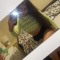 petra_bx