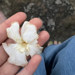 نور