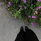 houry