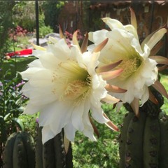 la-escalera-del-amor,fem!.mp3