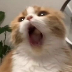 ! L