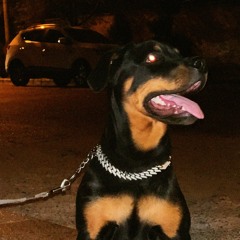 amir